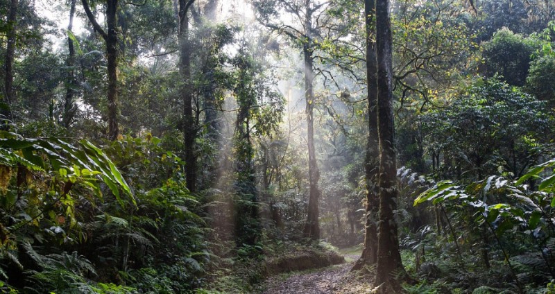 rainforest-4350845_1280
