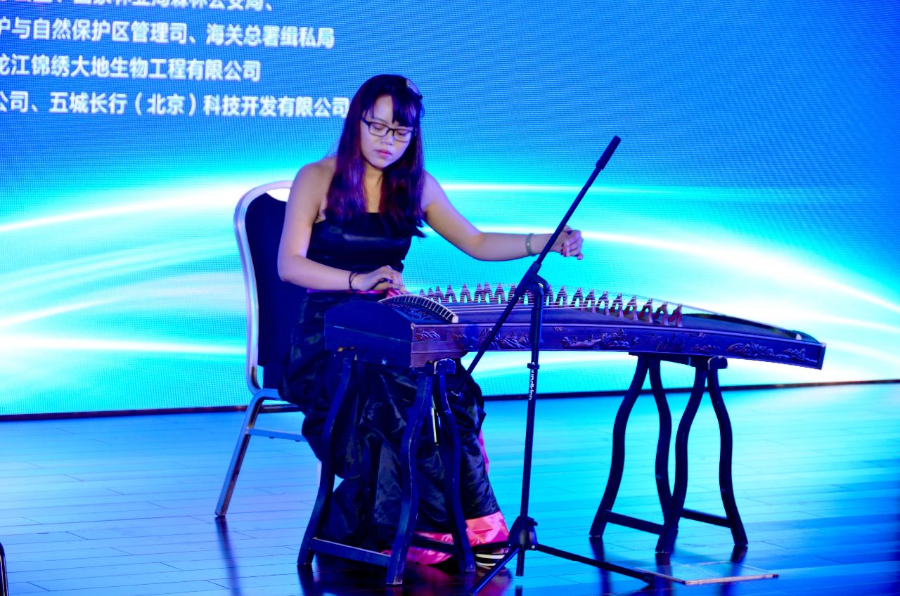 古筝表演--战台风