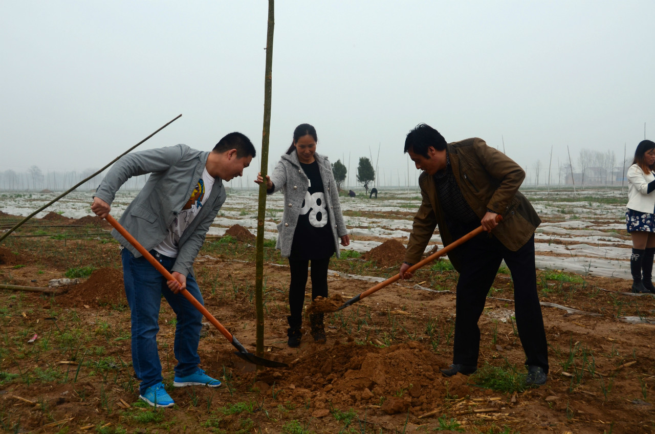 启动仪式现场植树活动 启动仪式现场植树活动