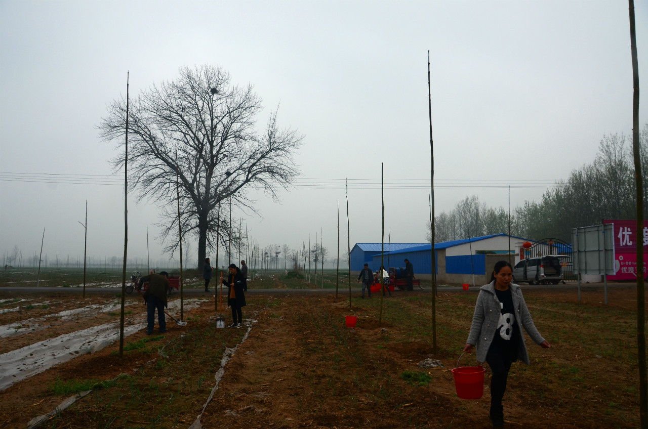 启动仪式现场植树活动 启动仪式现场植树活动