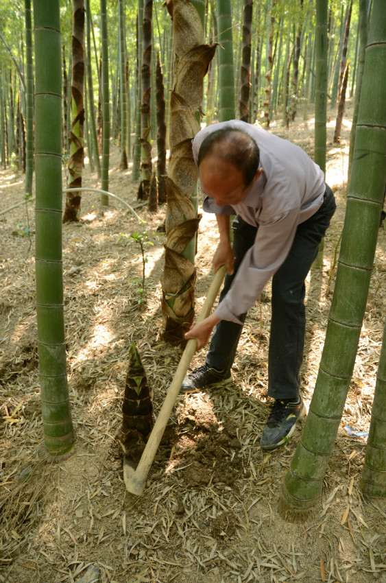 植树活动现场（1）